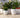 POT DE FLEURS ROND ARECA 80