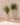 POT DE FLEURS ROND ALOE 55 - 31